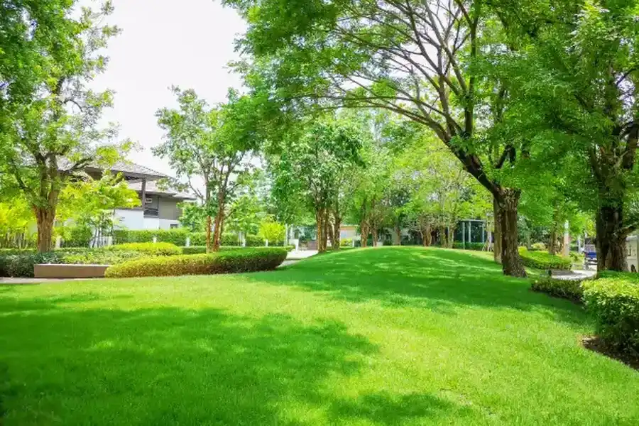 How Professional Lawn Maintenance Saves Time And Effort Concord, CA