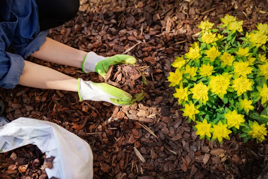 A professional using a wheelbarrow to transport mulch in Shadelands, Concord, CA 94519.