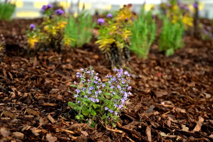 The Benefits Of Mulch Installation For Weed Prevention Concord, CA