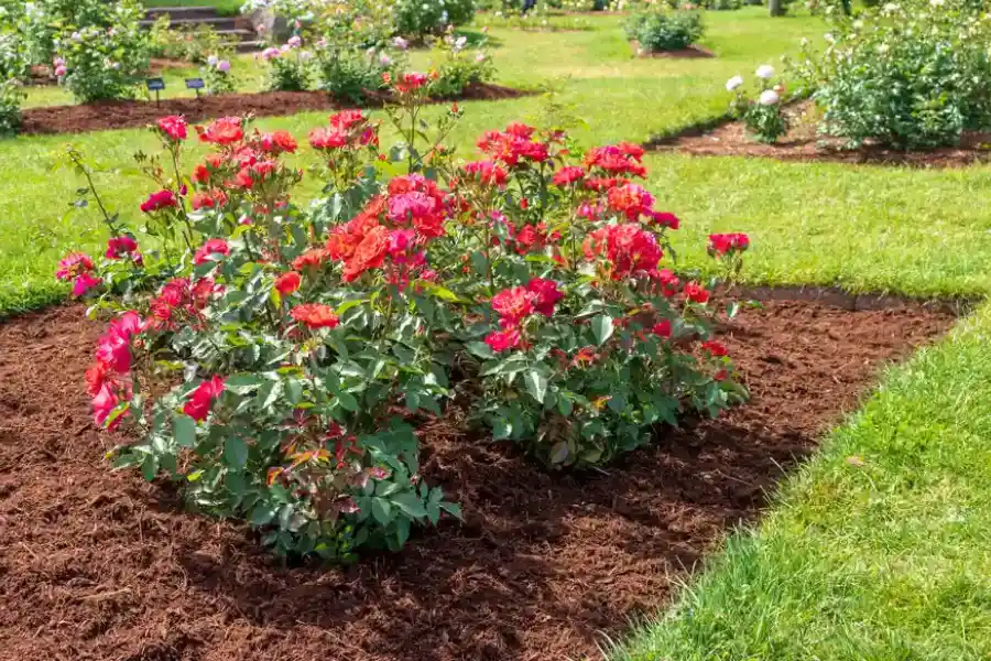 Why Mulch Installation Is Essential For Healthy Garden Beds in Shadelands, Concord, CA 94519